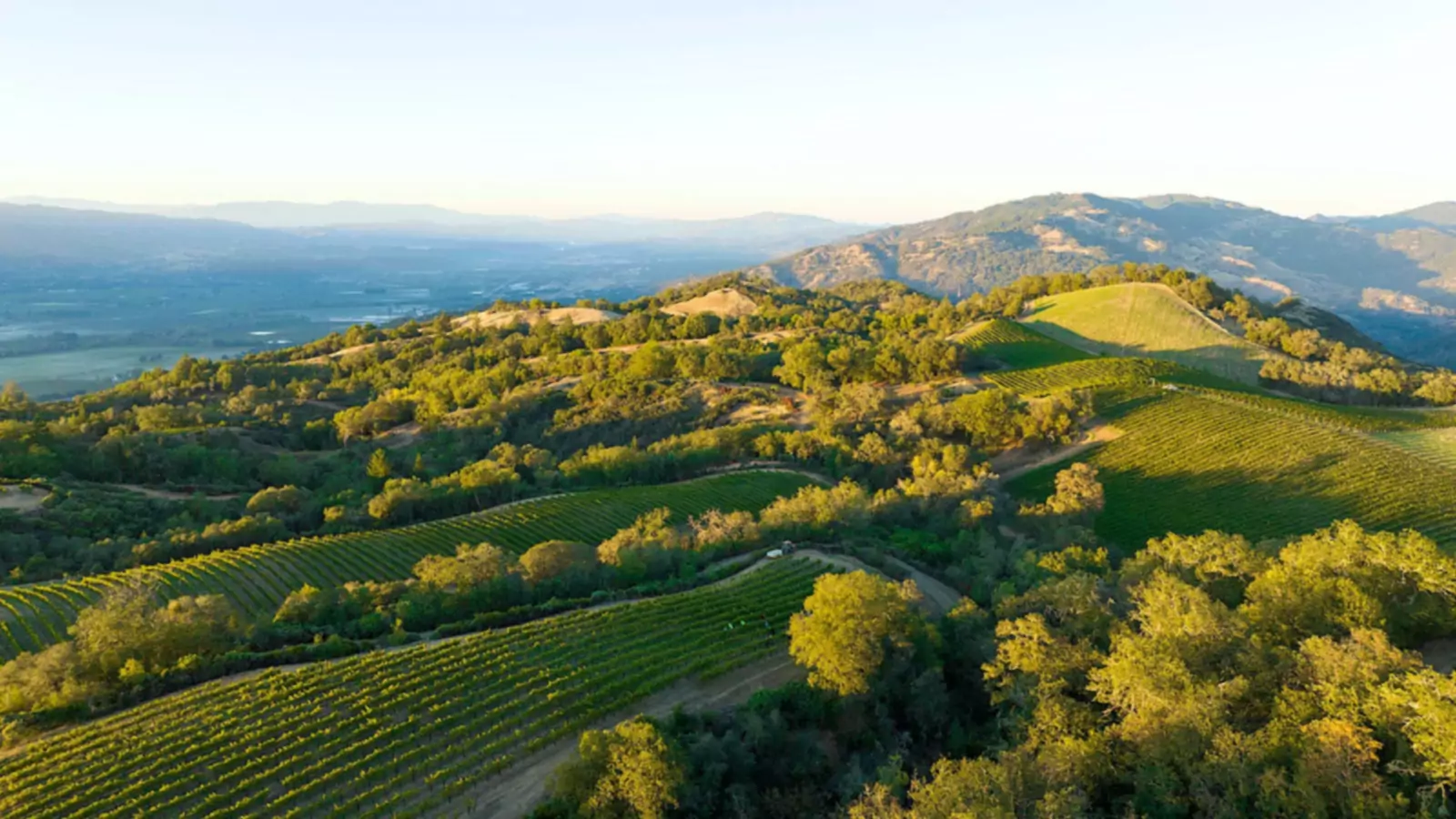 Bonterra mise sur l'agriculture régénératrice avec une nouvelle gamme de vins respectueux de l'environnement