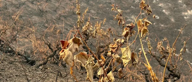 Lebih dari Satu Juta Hektar Lahan Terbakar di Kawasan Perkebunan Anggur Chili