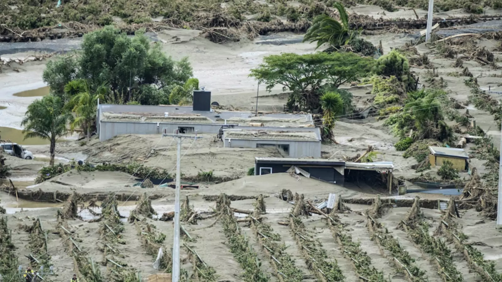 Après le passage du cyclone Gabrielle, les viticulteurs néo-zélandais évaluent les dégâts et se préparent à la récolte