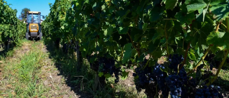 Viticultores bordeleses desesperados reciben ayudas para arrancar viñas