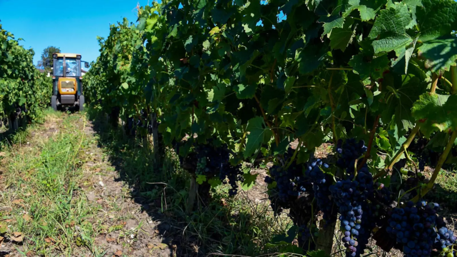 Viticultores desesperados de Bordeaux obtêm ajuda para arrancar vinhas