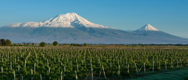 Grapevine pieradināšana