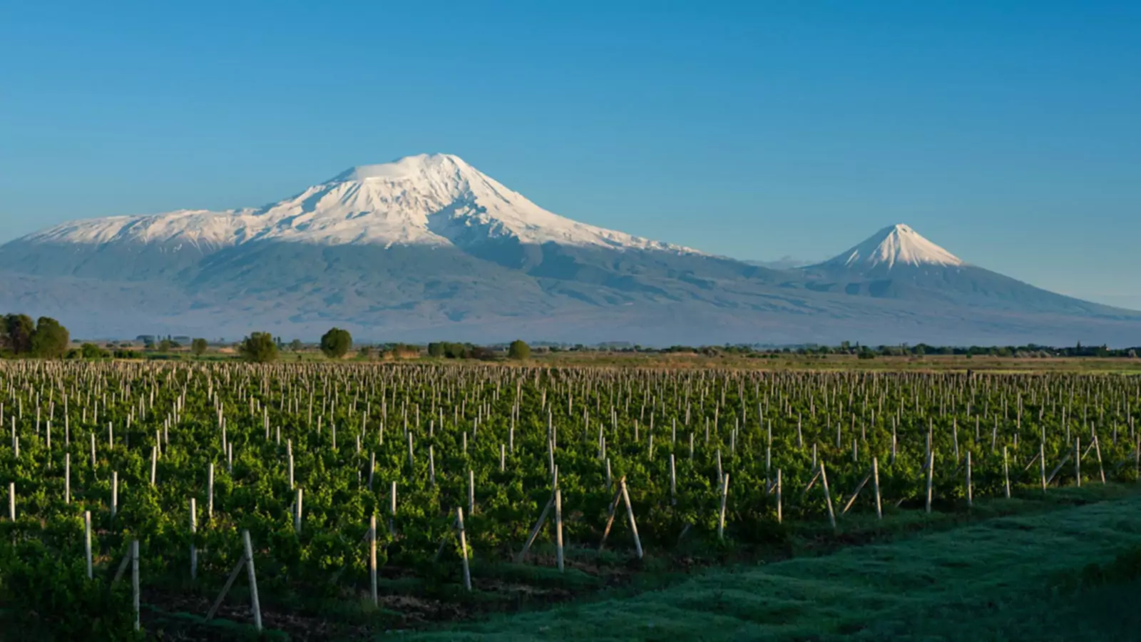 Grapevine'i Evcilleştirmek