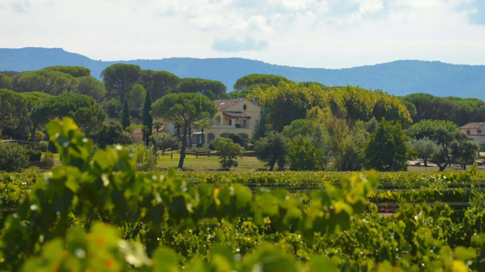 LVMH bestämmer sig för att det inte räcker med ett toppmärke av rosé från Provence och köper in sig i Château Minuty